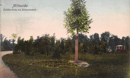 Mittweida, Schiller Eiche am Schwanenteich