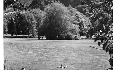 Bad Ragaz, Rheinparkanlage, Schwäne