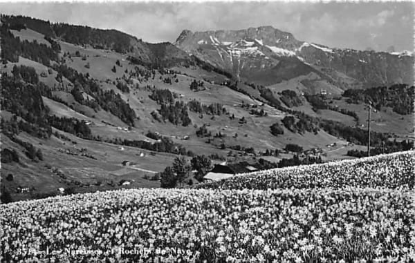 Rochers de Naye, les narcisses