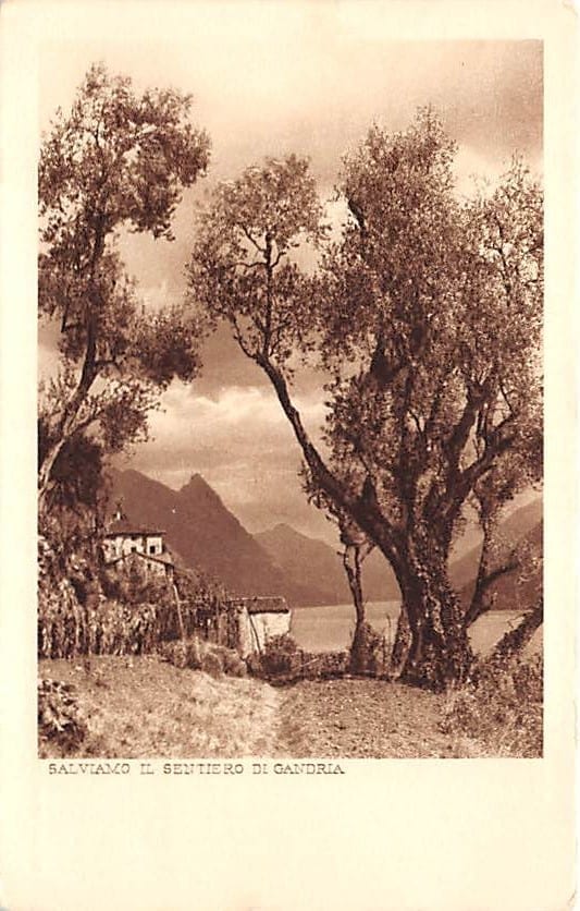 Gandria, Olivenbäume in Gandria