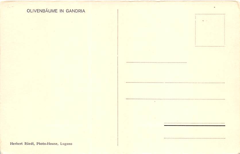 Gandria, Olivenbäume in Gandria