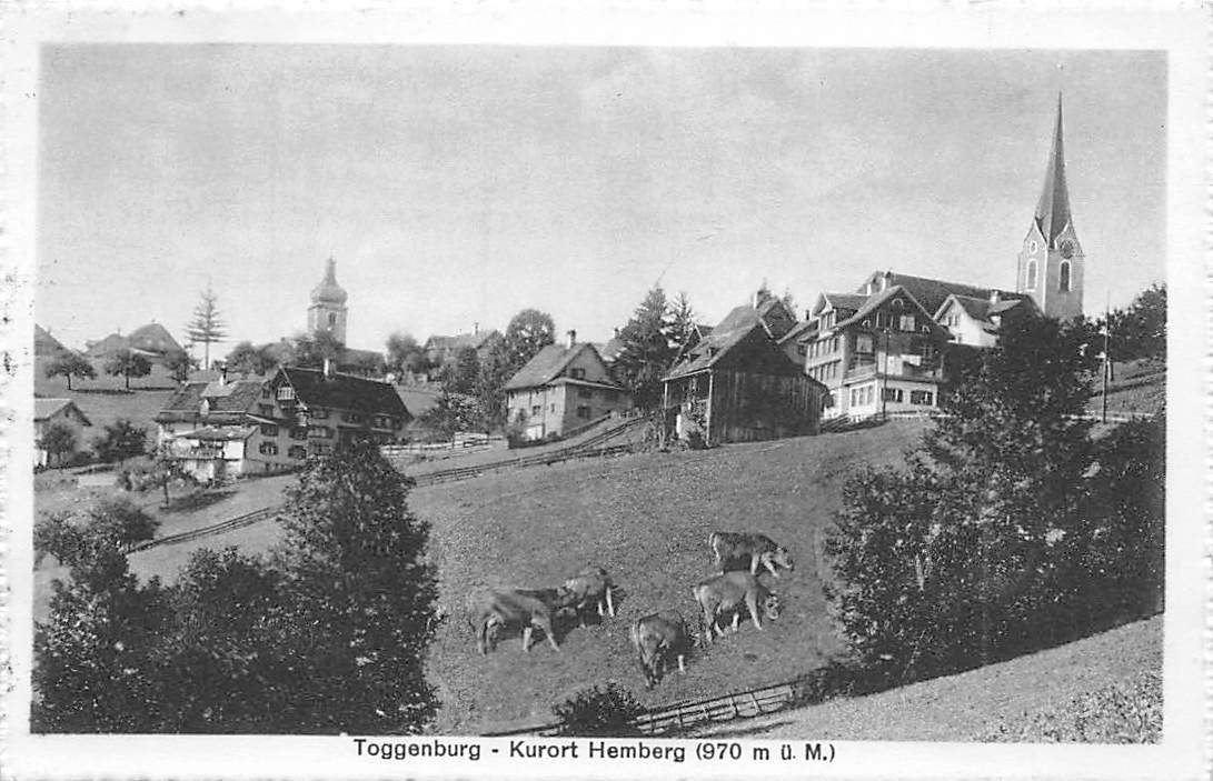 Hemberg, Kühe im Vordergrund