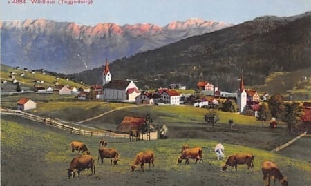 Wildhaus, Kühe