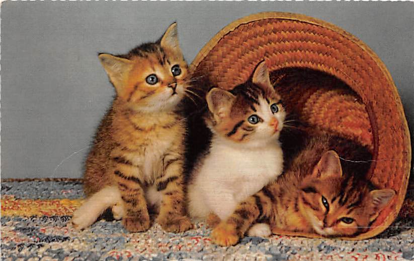 Katzen, drei junge Katzen