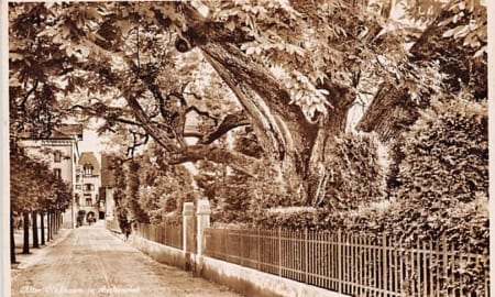 Beckenried, alter Nussbaum