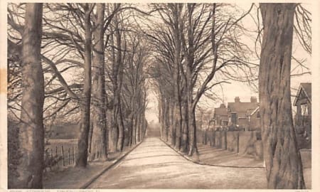 Petersfield, The Avenue