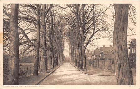 Petersfield, The Avenue