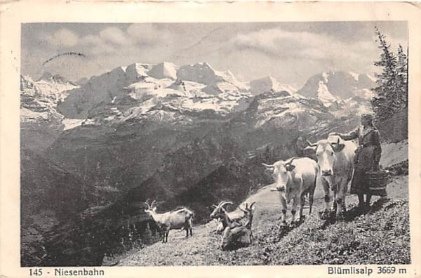 Blümlisalp, Niesenbahn, Ziegen und Kühe