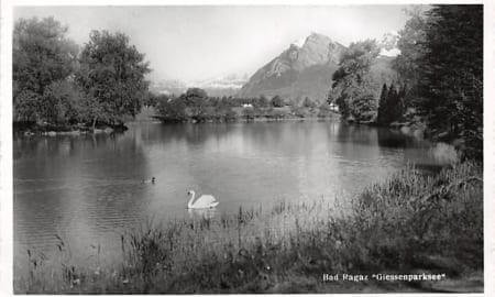 Bad Ragaz, Giessenparksee, Schwan