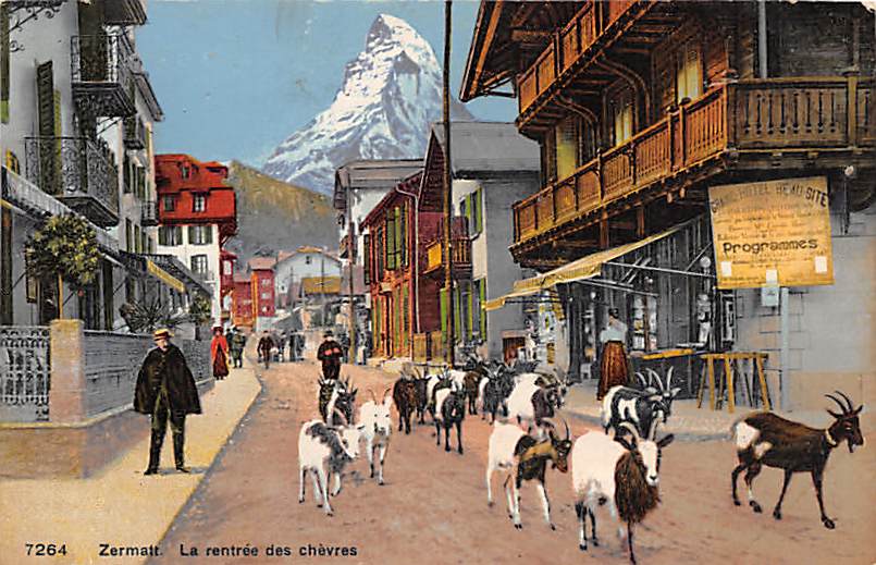 Zermatt, La rentree des chevres, Ziegen