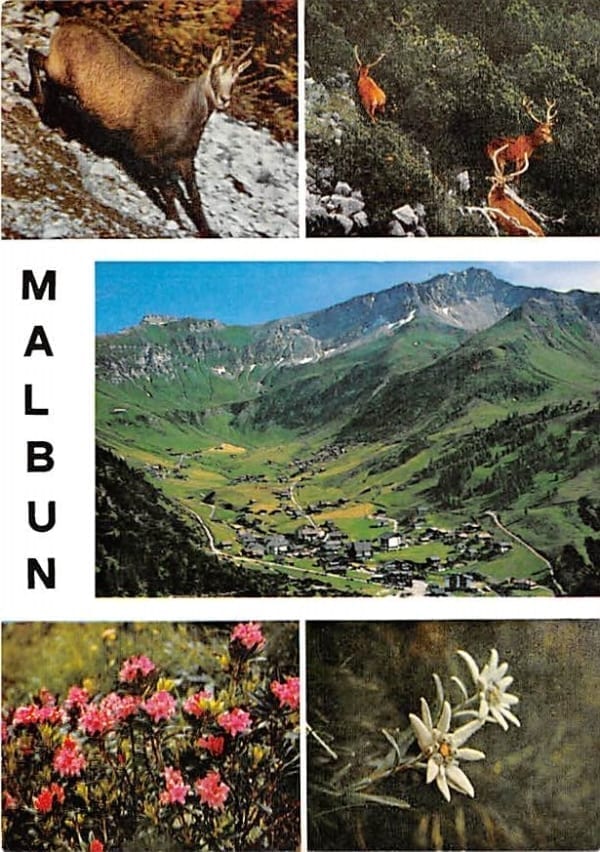 LIE - Malbun, Gemse, Hirsch, Alpenrose, Edelweiss