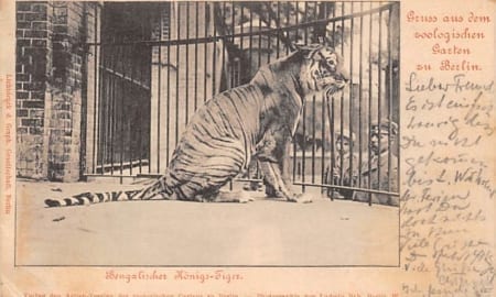 Berlin, Zoologischer Garten, Königs-Tiger