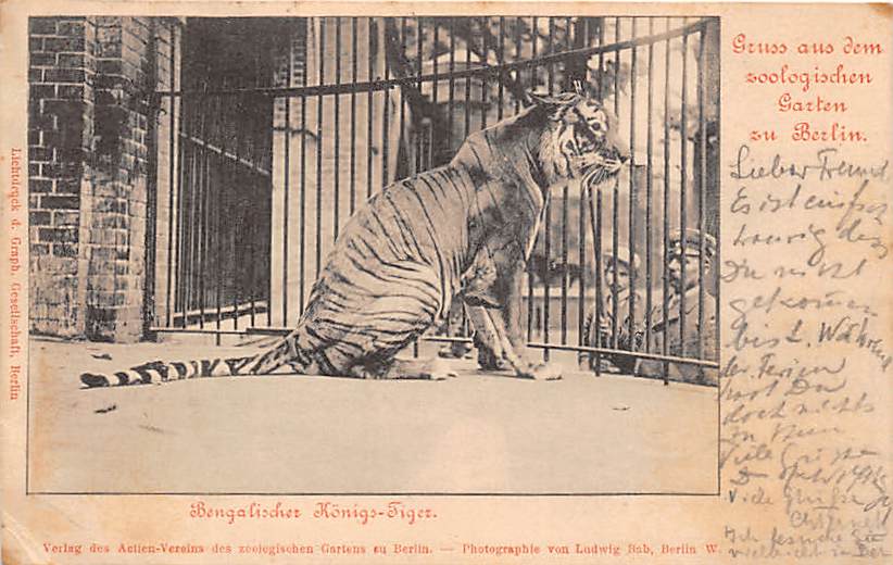 Berlin, Zoologischer Garten, Königs-Tiger