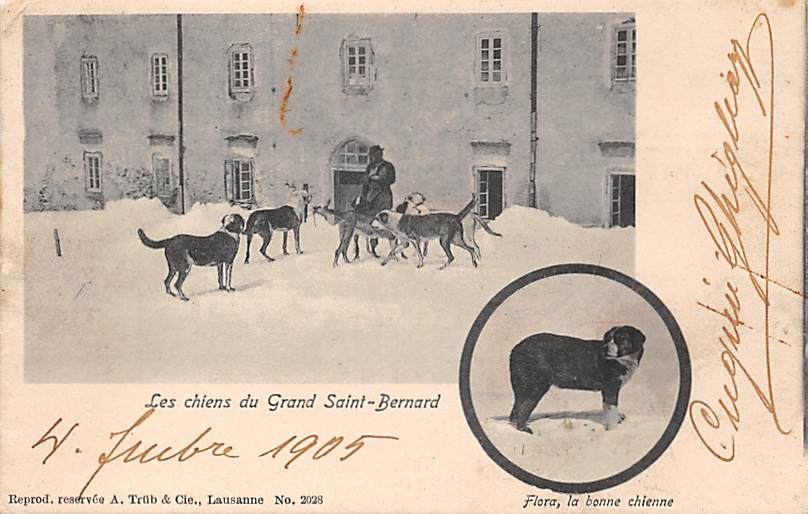 Grand St. Bernard, Les chiens du Grand St. Bernard
