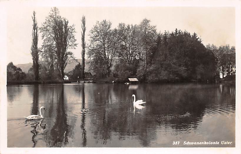 Uster, Schwanenkolonie