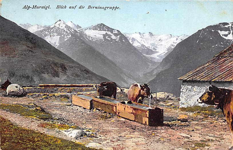 Muottas, Muraigl, Kühe