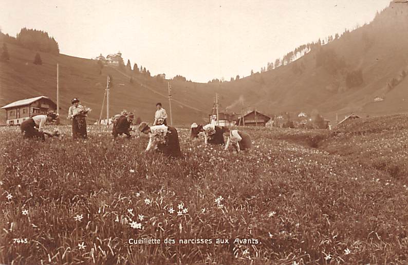 Les Avants, Cueillette