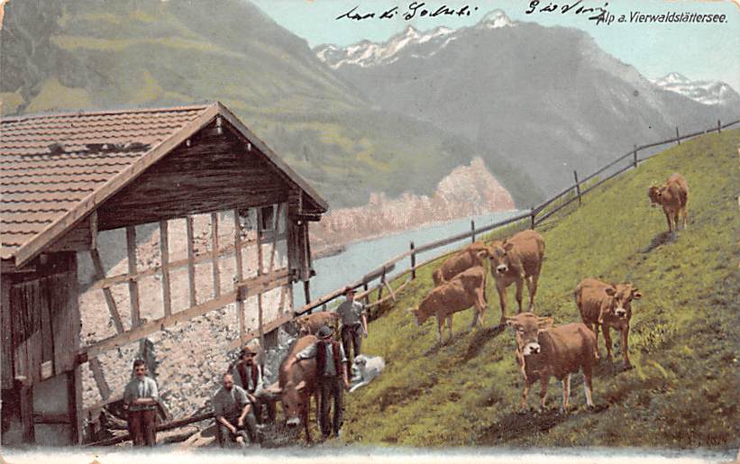 Schwarzenberg, Alp, Kühe