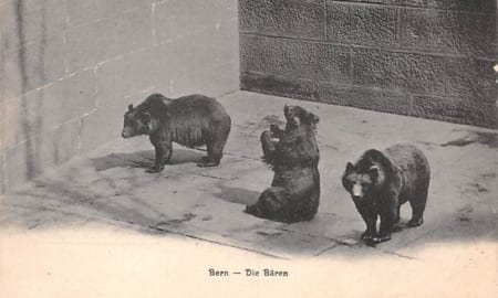Bern, Die Bären