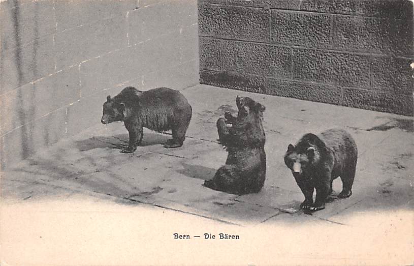 Bern, Die Bären