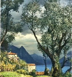 Gandria, les oliviers pres Gandria