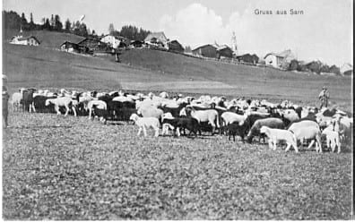 Sarn, Gruss aus Sarn, Schafherde
