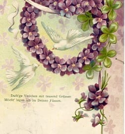 Veilchenherz, Tauben