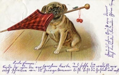Hund, Regenschirm, Fritz Scherdt, Nürnberg