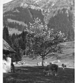 Rigi, von Seebodenalp